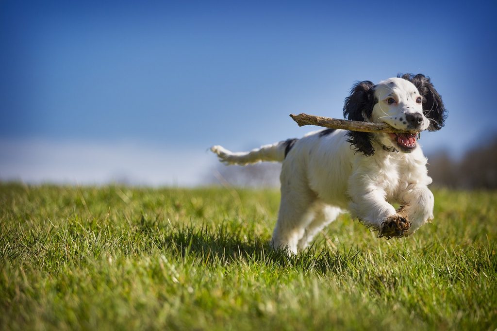 fetch-stick-puppy-4957501 fetch, stick, puppy-4957501.jpg