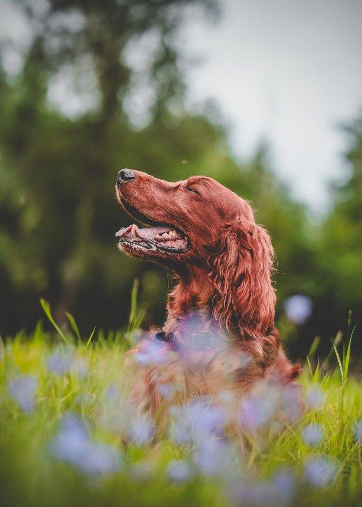 irish-setter-dog-flower-background-8203156 irish setter, dog, flower background-8203156.jpg