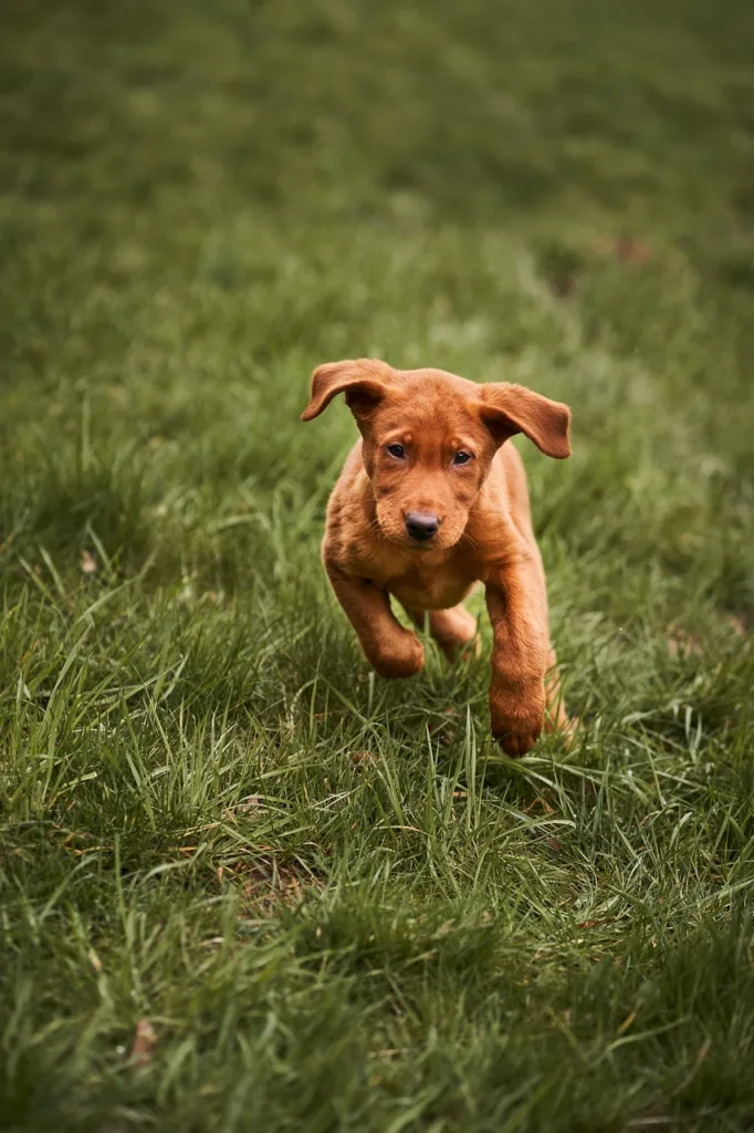 puppy, run, dog-5021239.jpg