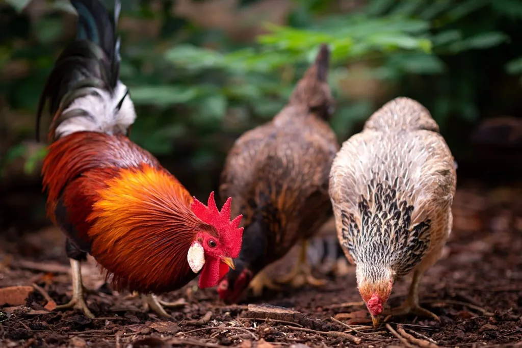 chicken-bird-food-8393493 chicken, bird, food-8393493.jpg