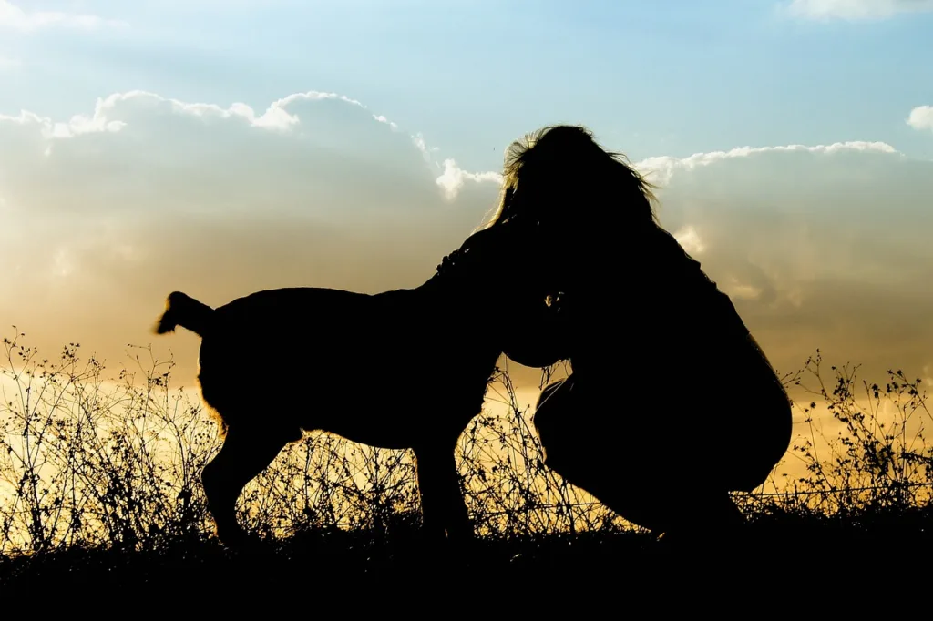 pets-dog-sunset-586929 pets, dog, sunset-586929.jpg